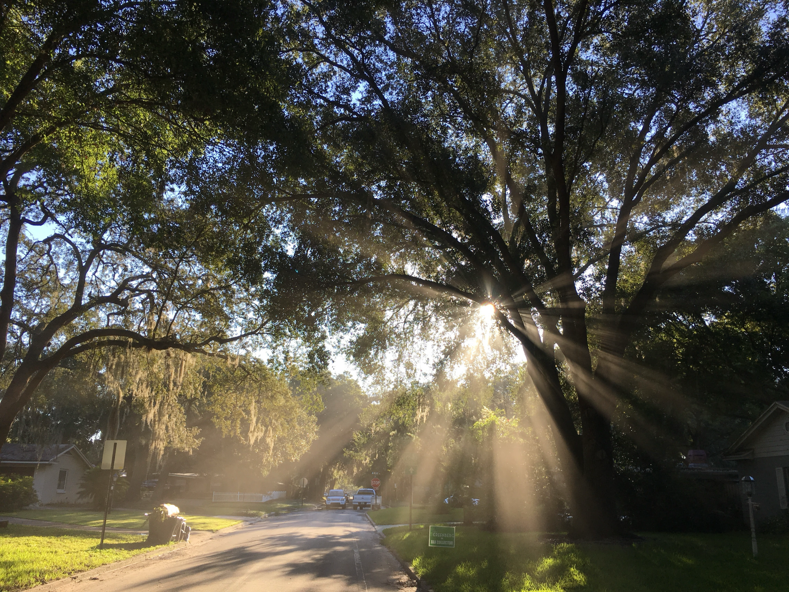 Dommerich Estates Sunrays